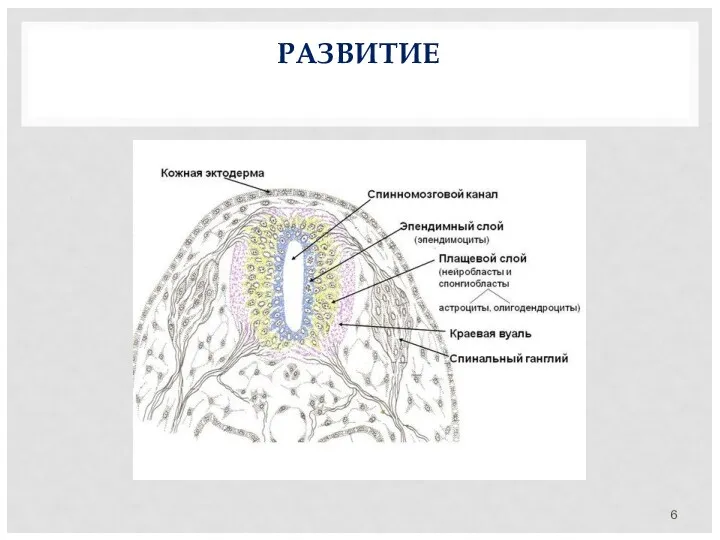 РАЗВИТИЕ