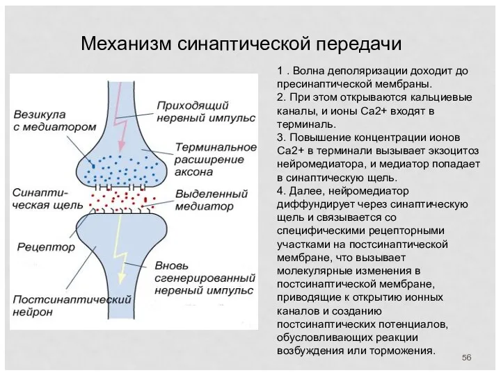 Механизм синаптической передачи 1 . Волна деполяризации доходит до пресинаптической