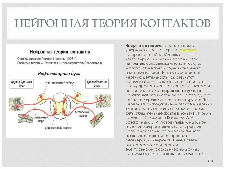 НЕЙРОННАЯ ТЕОРИЯ КОНТАКТОВ Нейронная теория. Теория контакта, утверждающая, что нервная