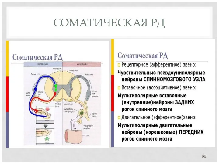 СОМАТИЧЕСКАЯ РД