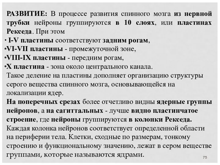 РАЗВИТИЕ: В процессе развития спинного мозга из нервной трубки нейроны