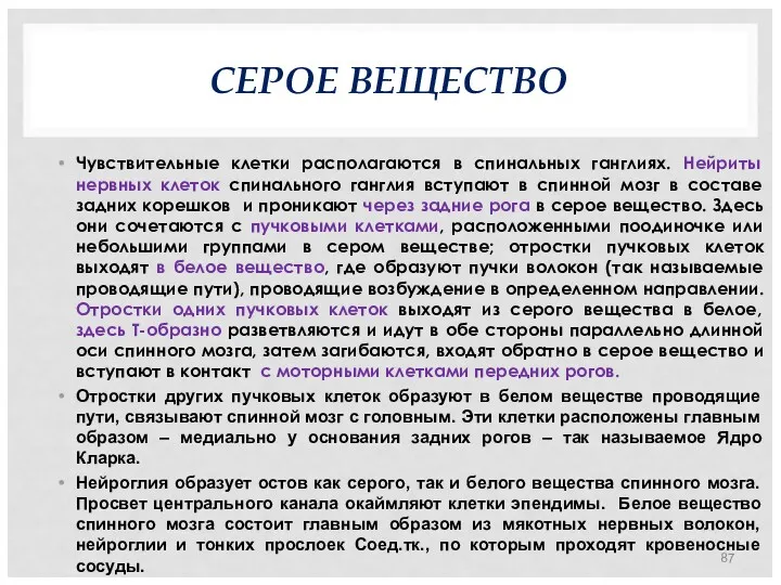 СЕРОЕ ВЕЩЕСТВО Чувствительные клетки располагаются в спинальных ганглиях. Нейриты нервных