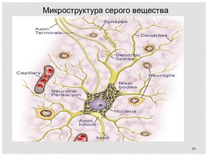 Микроструктура серого вещества