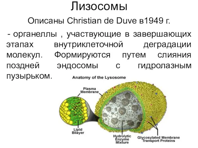 Лизосомы Описаны Christian de Duve в1949 г. органеллы , участвующие