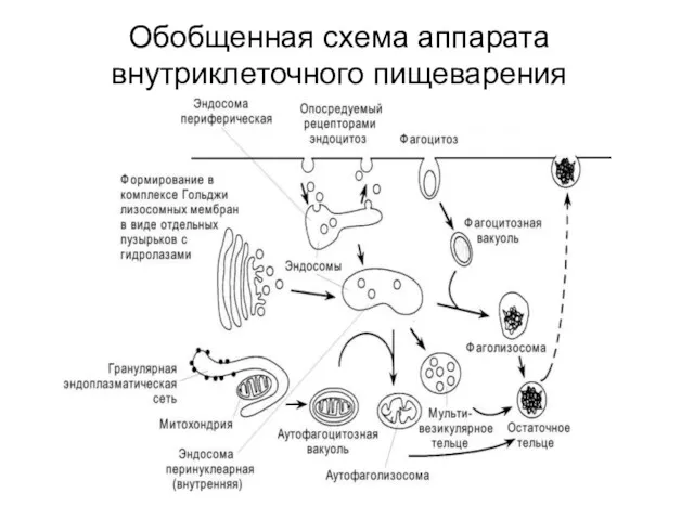 Обобщенная схема аппарата внутриклеточного пищеварения