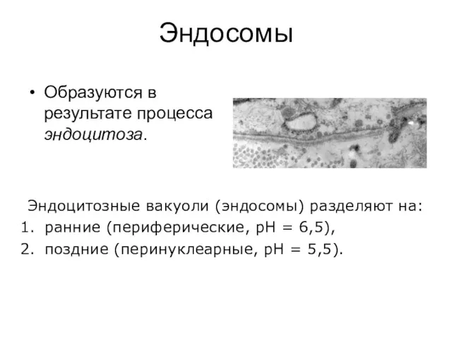 Эндосомы Образуются в результате процесса эндоцитоза. Эндоцитозные вакуоли (эндосомы) разделяют