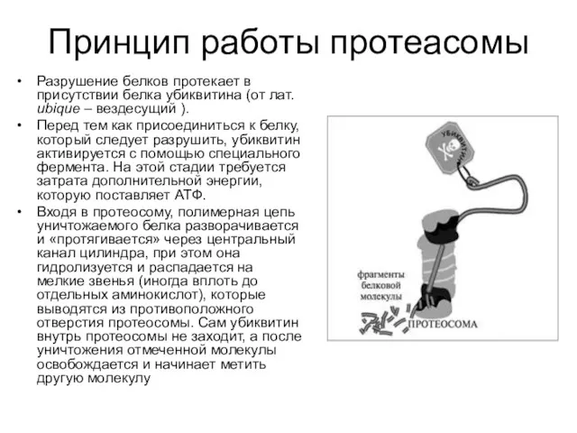 Принцип работы протеасомы Разрушение белков протекает в присутствии белка убиквитина