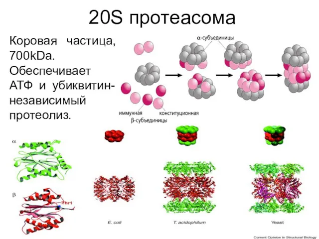 20S протеасома Коровая частица, 700kDa. Обеспечивает АТФ и убиквитин-независимый протеолиз.