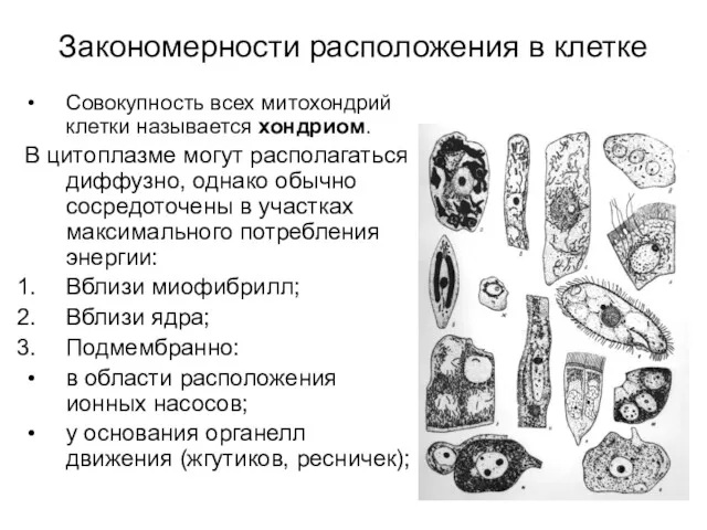 Закономерности расположения в клетке Совокупность всех митохондрий клетки называется хондриом.