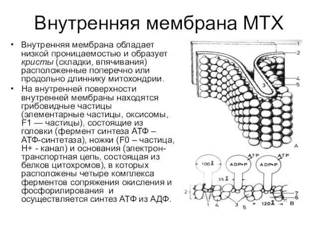 Внутренняя мембрана МТХ Внутренняя мембрана обладает низкой проницаемостью и образует