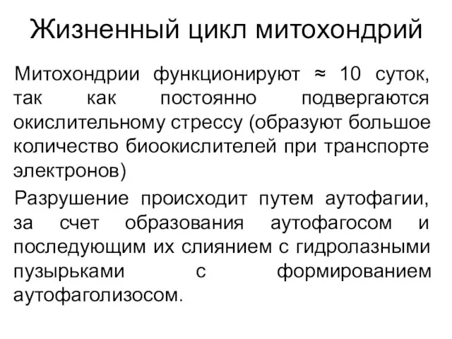 Жизненный цикл митохондрий Митохондрии функционируют ≈ 10 суток, так как