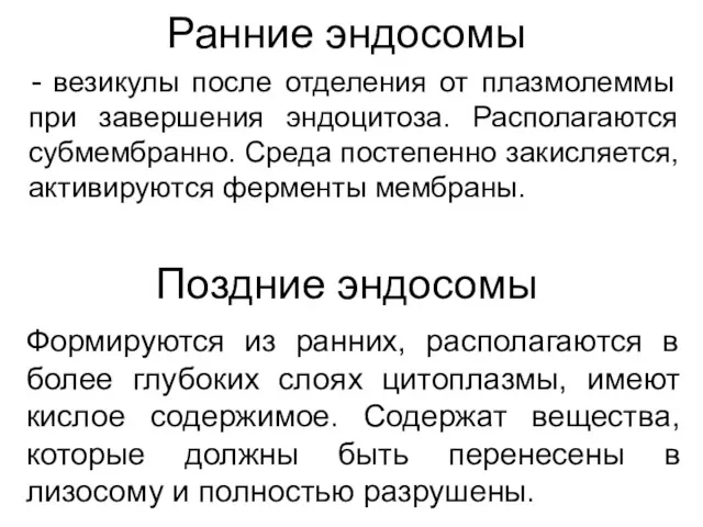 Ранние эндосомы везикулы после отделения от плазмолеммы при завершения эндоцитоза.