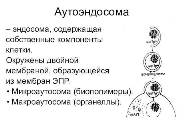 Аутоэндосома – эндосома, содержащая собственные компоненты клетки. Окружены двойной мембраной,