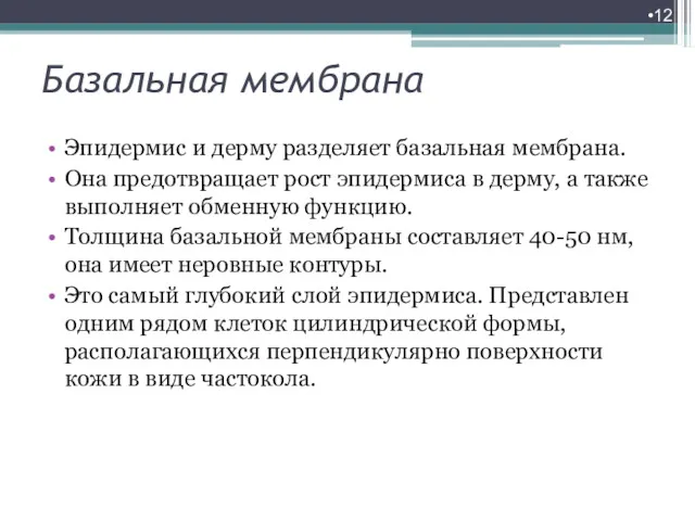 Базальная мембрана Эпидермис и дерму разделяет базальная мембрана. Она предотвращает