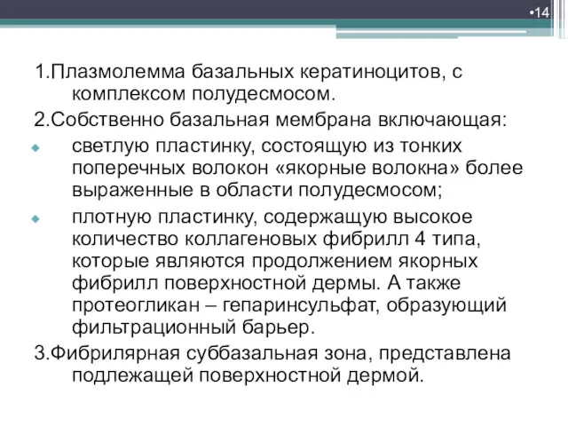 1.Плазмолемма базальных кератиноцитов, с комплексом полудесмосом. 2.Собственно базальная мембрана включающая: