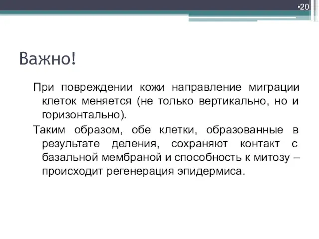 Важно! При повреждении кожи направление миграции клеток меняется (не только