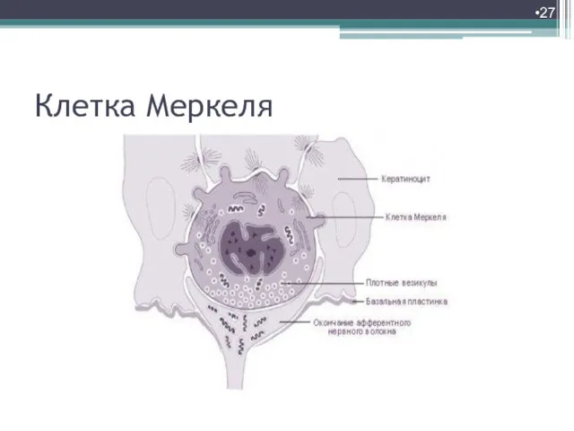 Клетка Меркеля