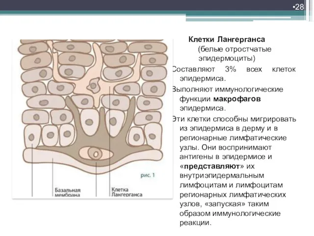 Клетки Лангерганса (белые отростчатые эпидермоциты) Составляют 3% всех клеток эпидермиса.