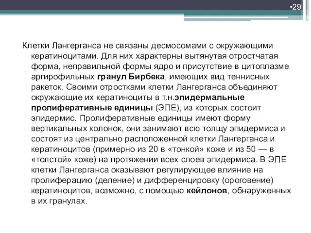 Клетки Лангерганса не связаны десмосомами с окружающими кератиноцитами. Для них