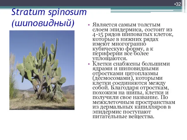 Stratum spinosum (шиповидный) Является самым толстым слоем эпидермиса, состоит из