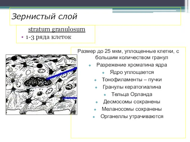 Зернистый слой stratum granulosum 1-3 ряда клеток Размер до 25