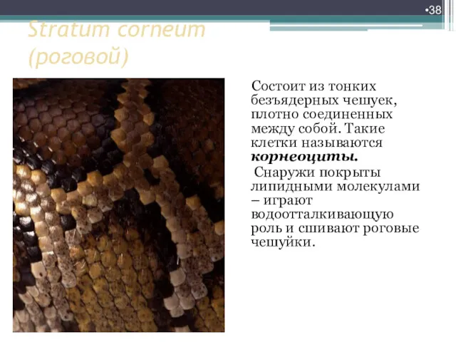 Stratum corneum (роговой) Состоит из тонких безъядерных чешуек, плотно соединенных