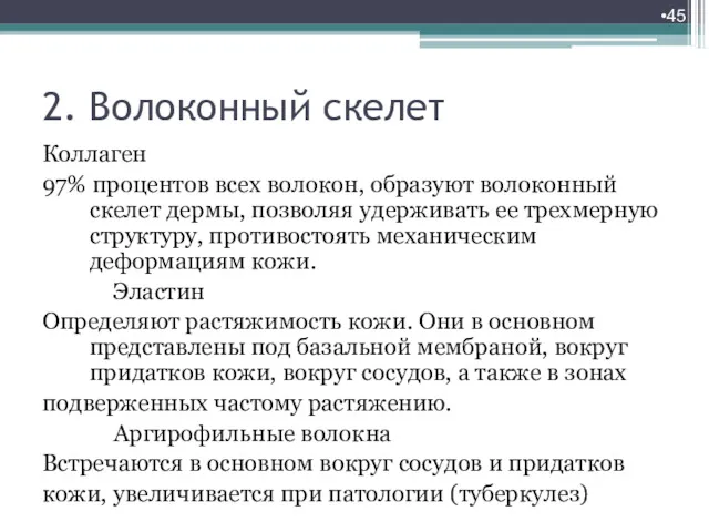 2. Волоконный скелет Коллаген 97% процентов всех волокон, образуют волоконный