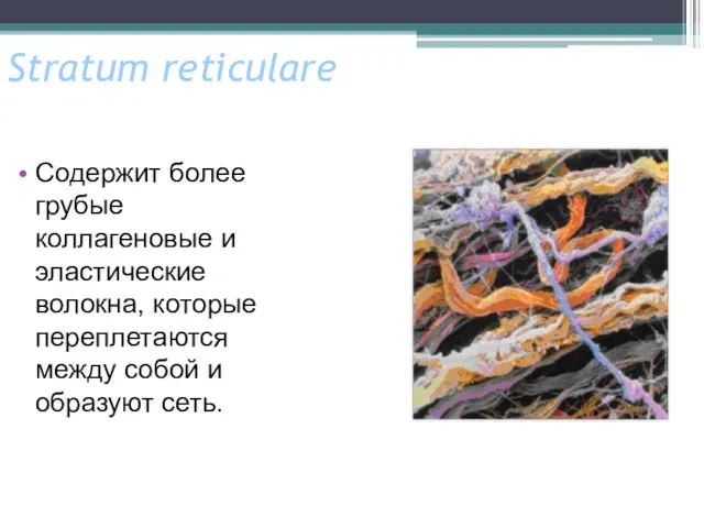 Stratum reticulare Содержит более грубые коллагеновые и эластические волокна, которые переплетаются между собой и образуют сеть.