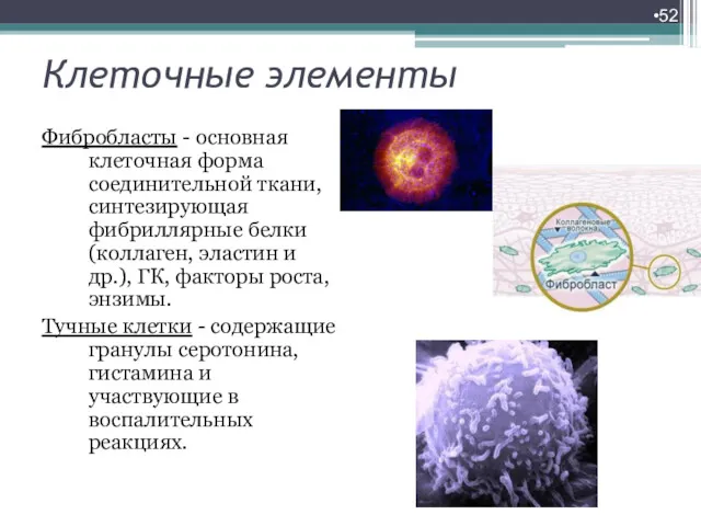 Клеточные элементы Фибробласты - основная клеточная форма соединительной ткани, синтезирующая