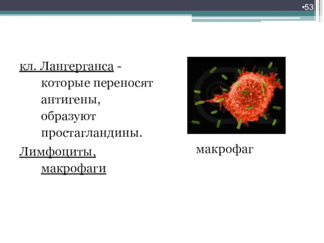 кл. Лангерганса - которые переносят антигены, образуют простагландины. Лимфоциты, макрофаги макрофаг