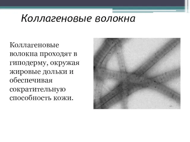 Коллагеновые волокна Коллагеновые волокна проходят в гиподерму, окружая жировые дольки и обеспечивая сократительную способность кожи.