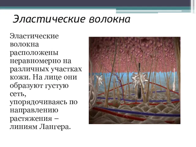 Эластические волокна Эластические волокна расположены неравномерно на различных участках кожи.