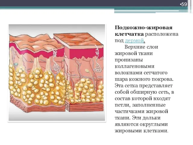 Подкожно-жировая клетчатка расположена под дермой. Верхние слои жировой ткани пронизаны