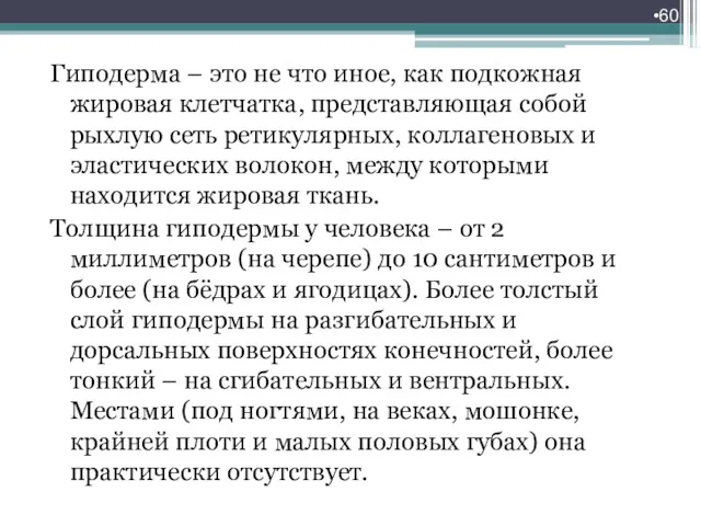 Гиподерма – это не что иное, как подкожная жировая клетчатка,