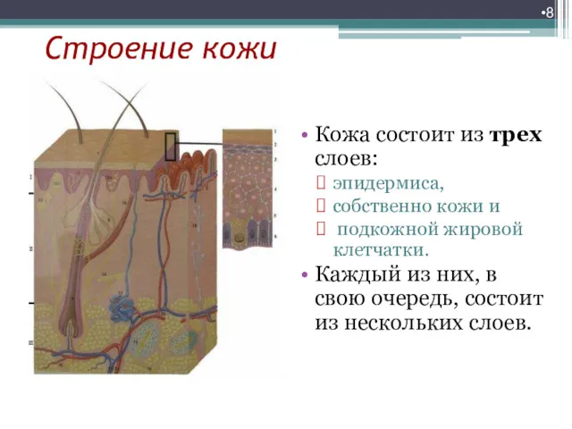 Строение кожи Кожа состоит из трех слоев: эпидермиса, собственно кожи