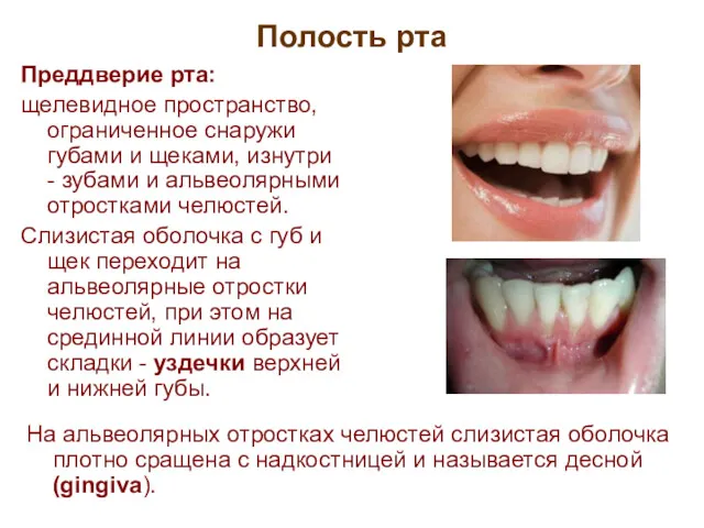 Полость рта Преддверие рта: щелевидное пространство, ограниченное снаружи губами и щеками, изнутри -