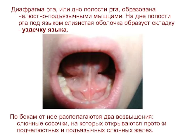 Диафрагма рта, или дно полости рта, образована челюстно-подъязычными мышцами. На дне полости рта