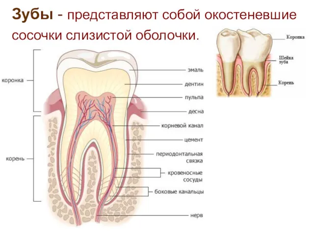 Зубы - представляют собой окостеневшие сосочки слизистой оболочки.