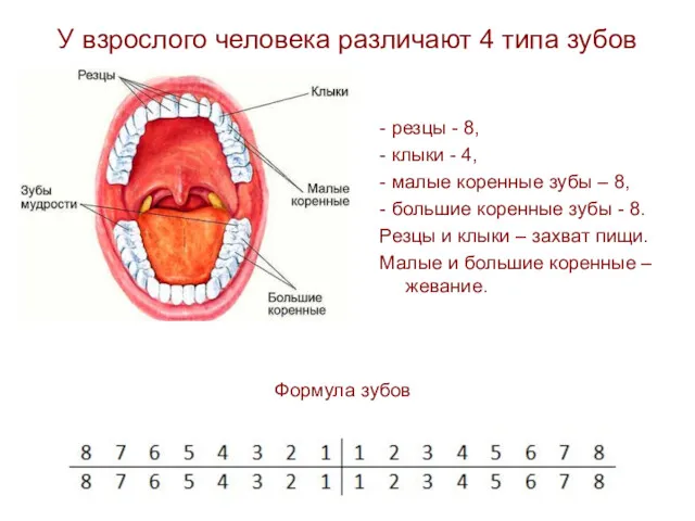 У взрослого человека различают 4 типа зубов - резцы - 8, - клыки