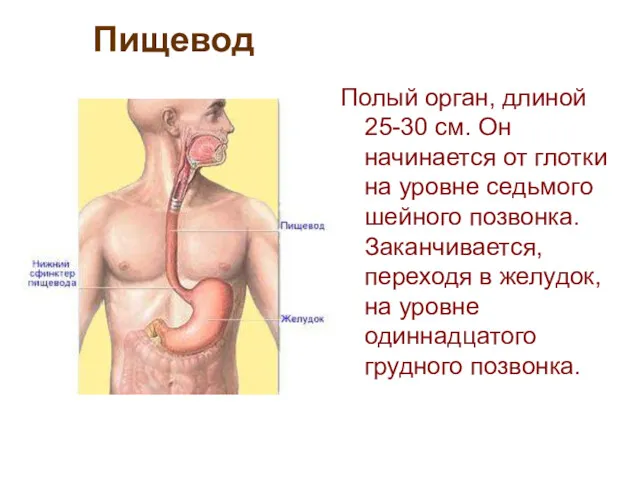 Пищевод Полый орган, длиной 25-30 см. Он начинается от глотки на уровне седьмого
