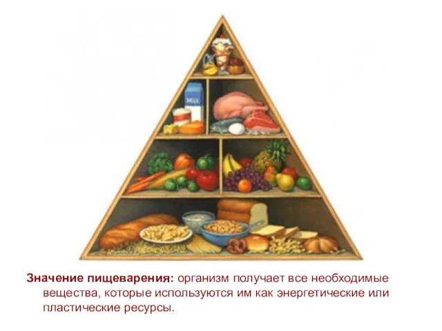 Значение пищеварения: организм получает все необходимые вещества, которые используются им как энергетические или пластические ресурсы.