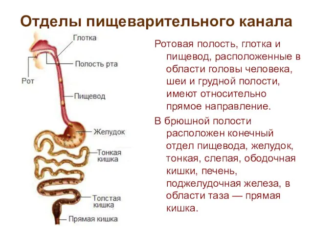 Отделы пищеварительного канала Ротовая полость, глотка и пищевод, расположенные в области головы человека,