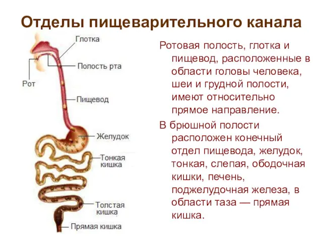 Отделы пищеварительного канала Ротовая полость, глотка и пищевод, расположенные в