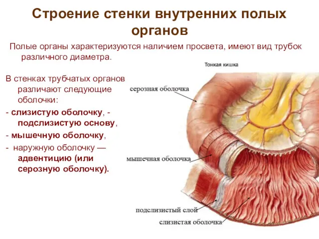Строение стенки внутренних полых органов В стенках трубчатых органов различают следующие оболочки: -