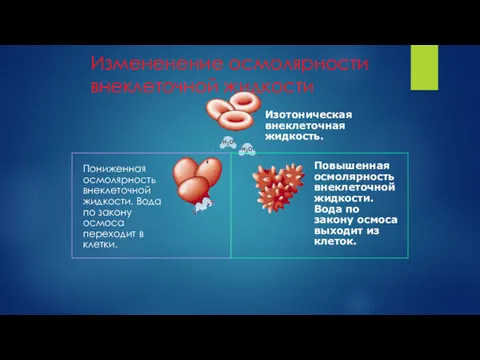 Измененение осмолярности внеклеточной жидкости Пониженная осмолярность внеклеточной жидкости. Вода по