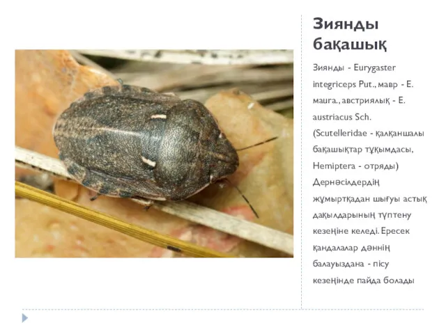 Зиянды бақашық Зиянды - Eurygaster integriceps Put., мавр - E.