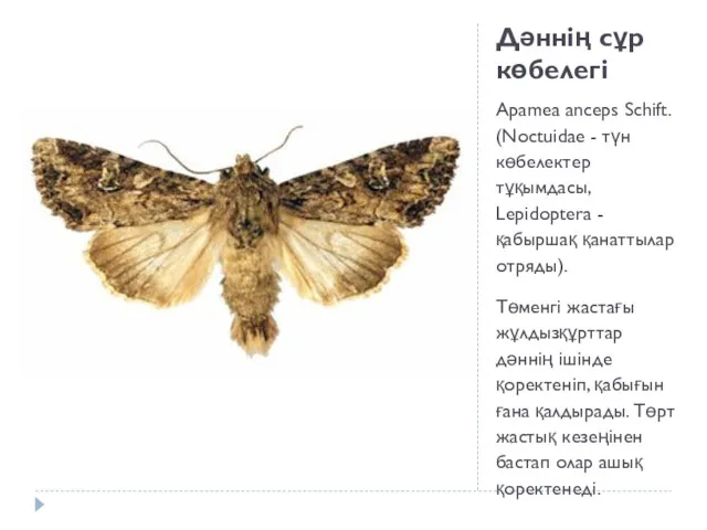 Дәннің сұр көбелегі Apamea anceps Schift. (Noctuidae - түн көбелектер