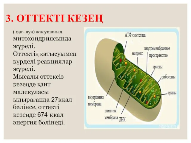 3. ОТТЕКТІ КЕЗЕҢ ( ear- ауа) жасушаның митохондриясында жүреді. Оттектің