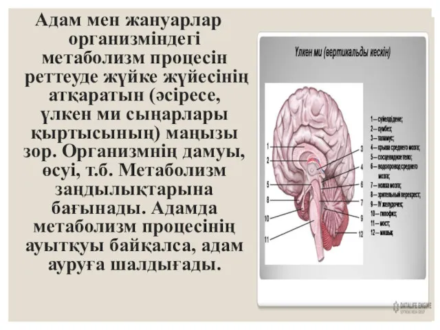 Адам мен жануарлар организміндегі метаболизм процесін реттеуде жүйке жүйесінің атқаратын