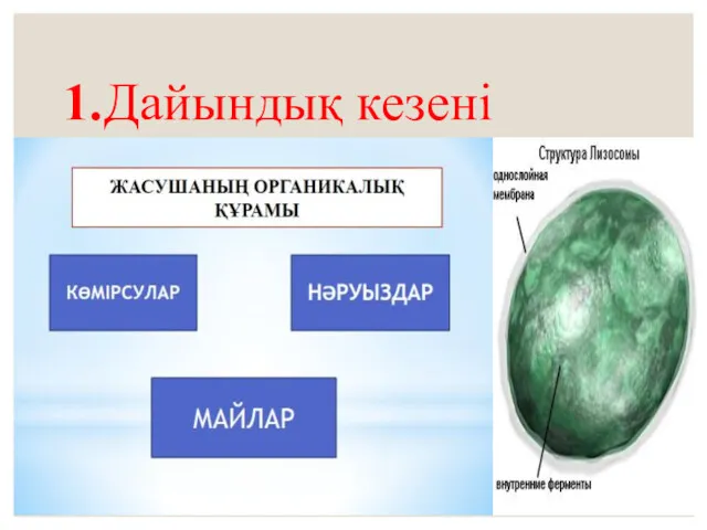 1.Дайындық кезені